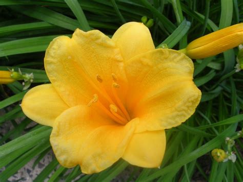 dior stellar|stella daylily varieties.